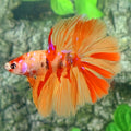 Nemo Galaxy Halfmoon Male