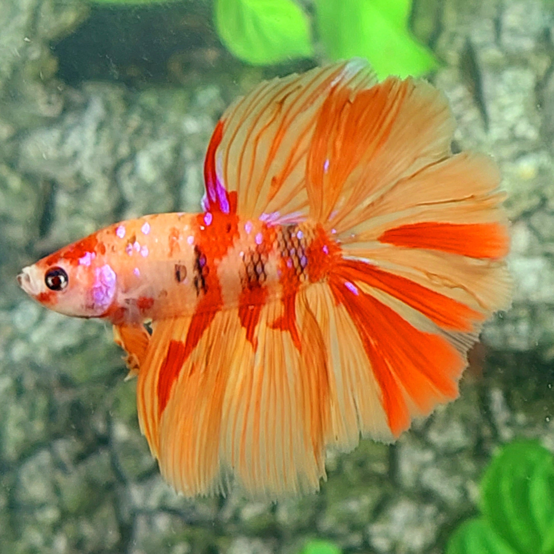 Nemo Galaxy Halfmoon Male