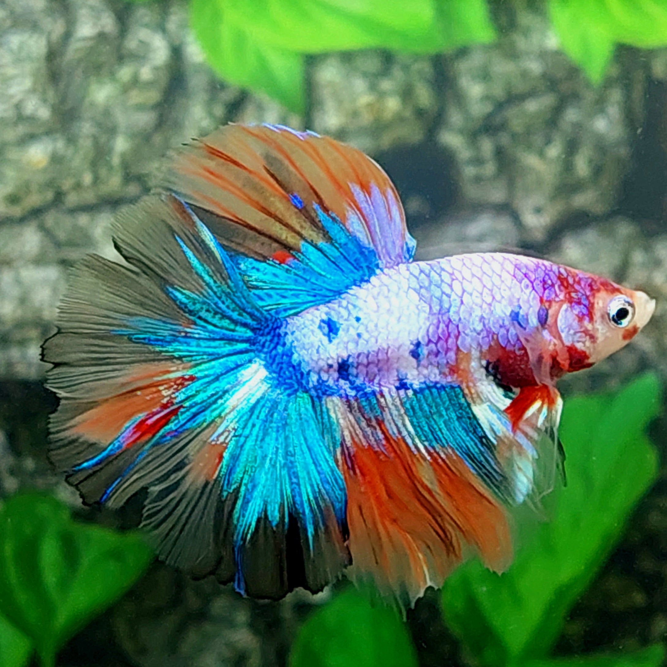Multicolor Purple Candy Halfmoon Male