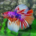 Multicolor Pink Purple Candy Halfmoon Male