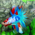 Multicolor Koi Halfmoon Male