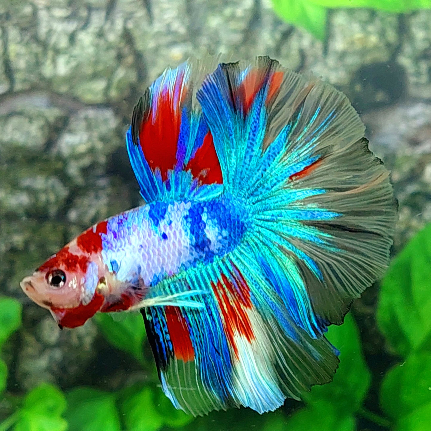 Macho de media luna koi multicolor