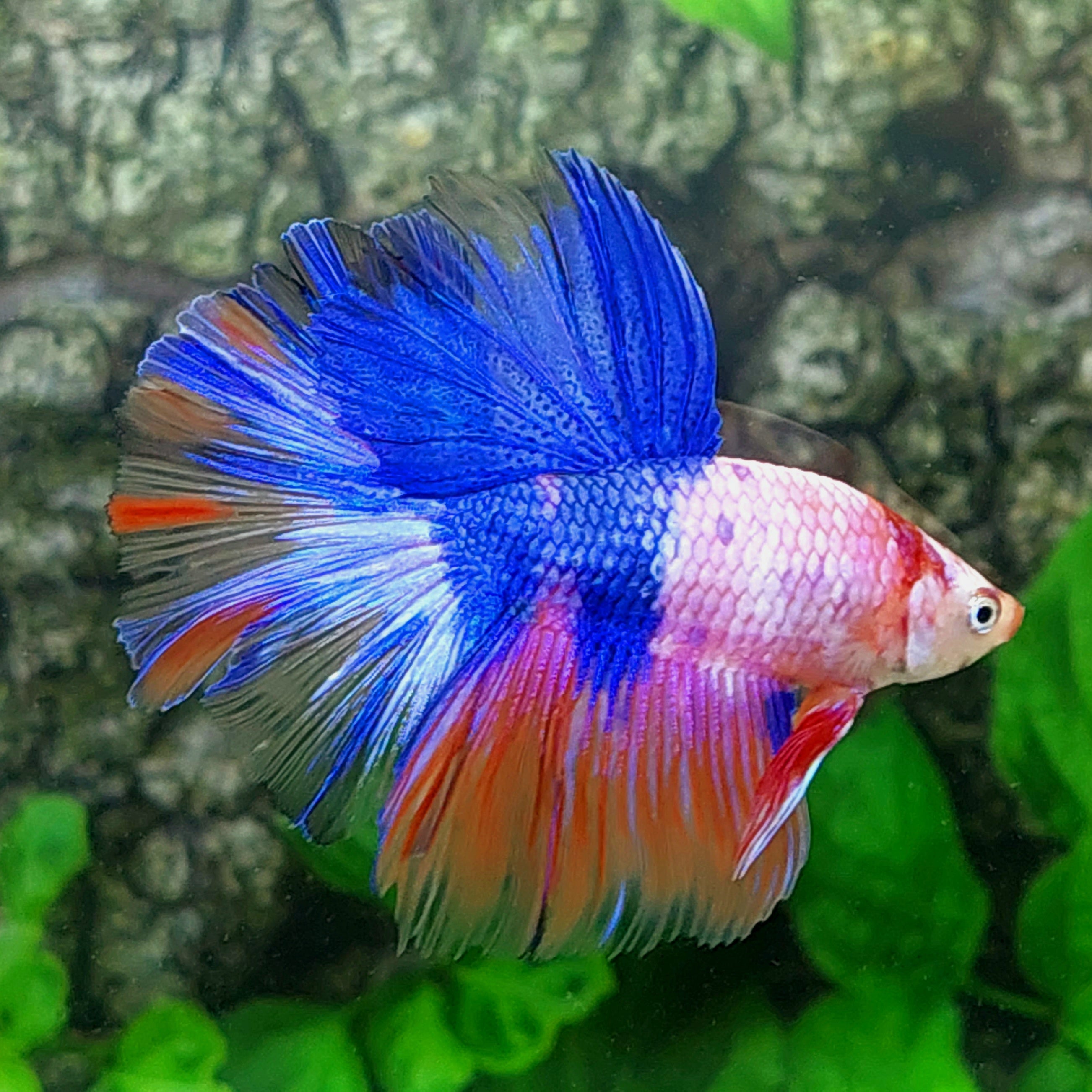 Multicolor Pink Blue Halfmoon Male