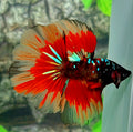 Black Candy Galaxy Halfmoon Male