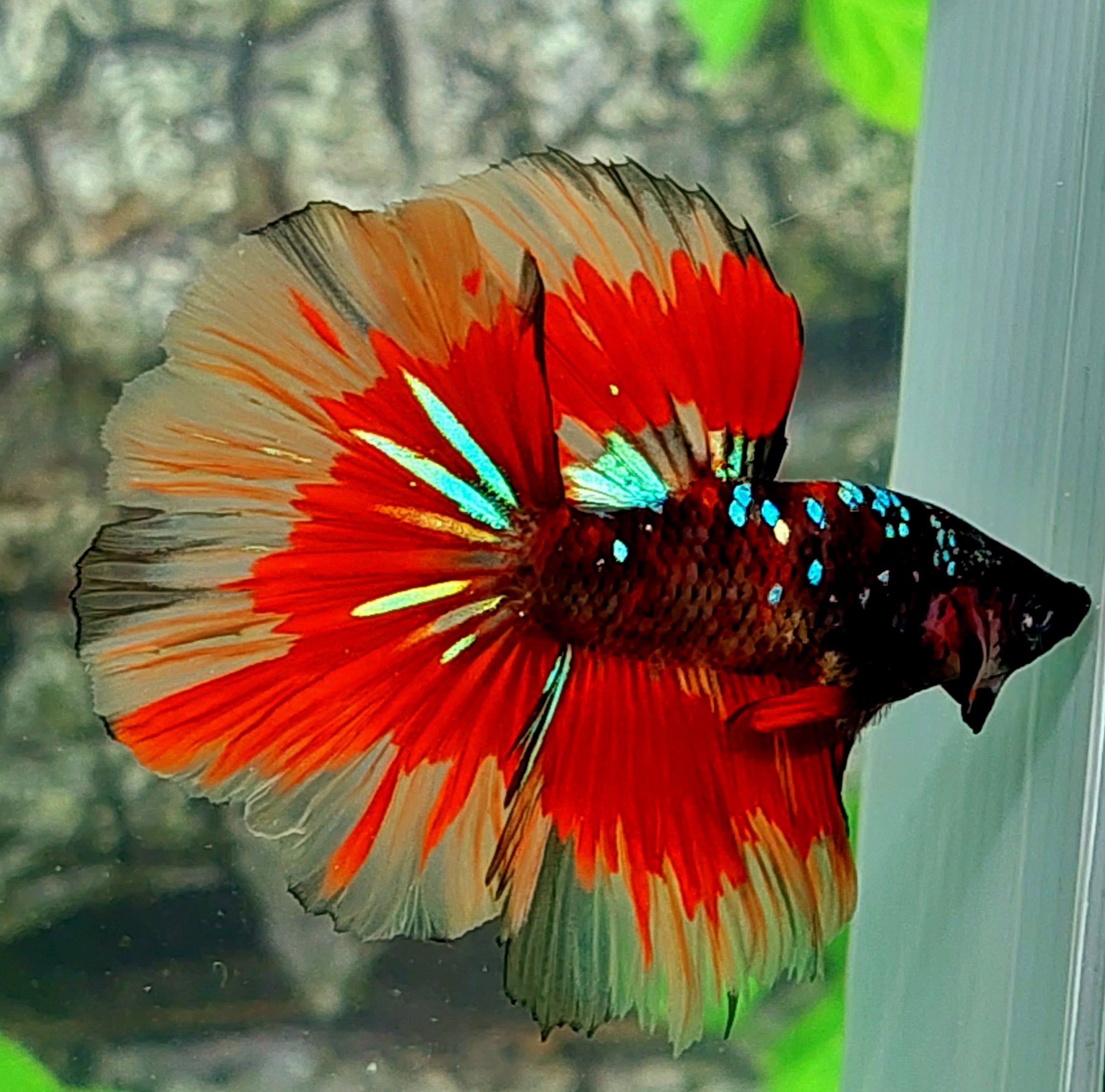 Black Candy Galaxy Halfmoon Male
