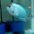 Baby Blue Thaisilk Flowerhorn Size 2.9 Inch/7.5 cm