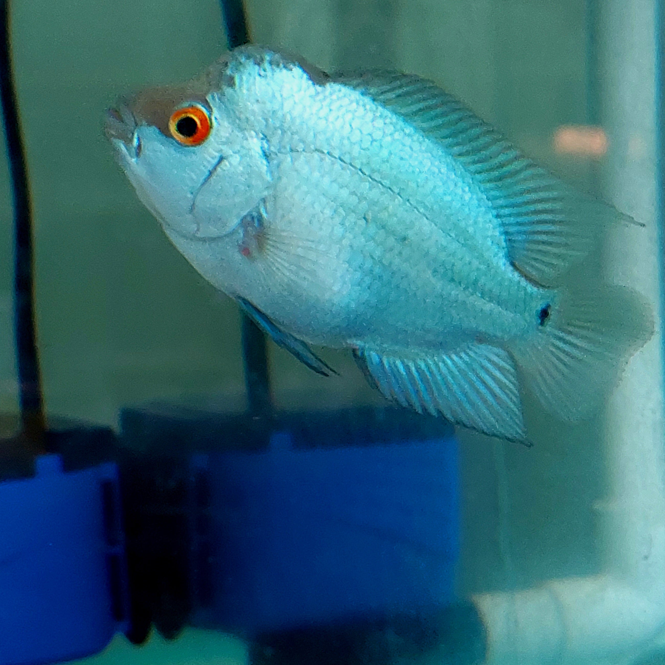 Baby Blue Thaisilk Flowerhorn Size 2.9 Inch/7.5 cm