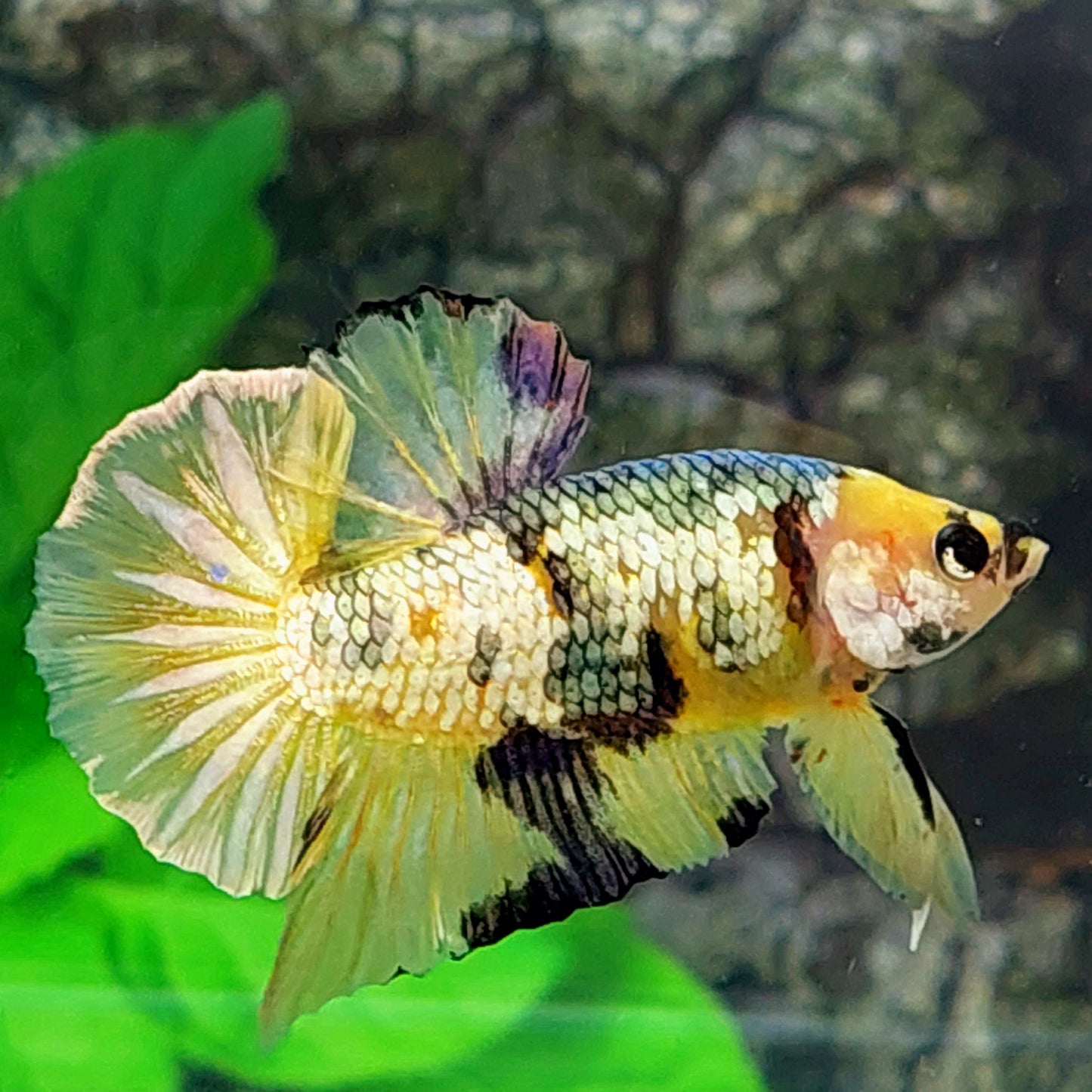 Yellow Gold Copper Koi Galaxy OHMPK Male