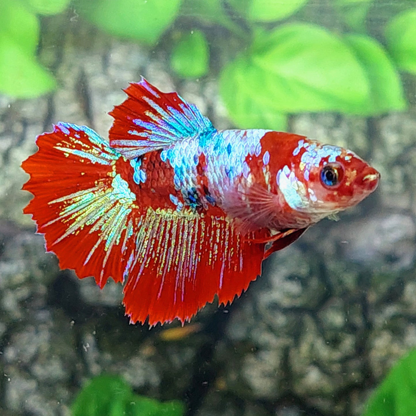 Red Galaxy Halfmoon Female For Sorority Tank/Breed