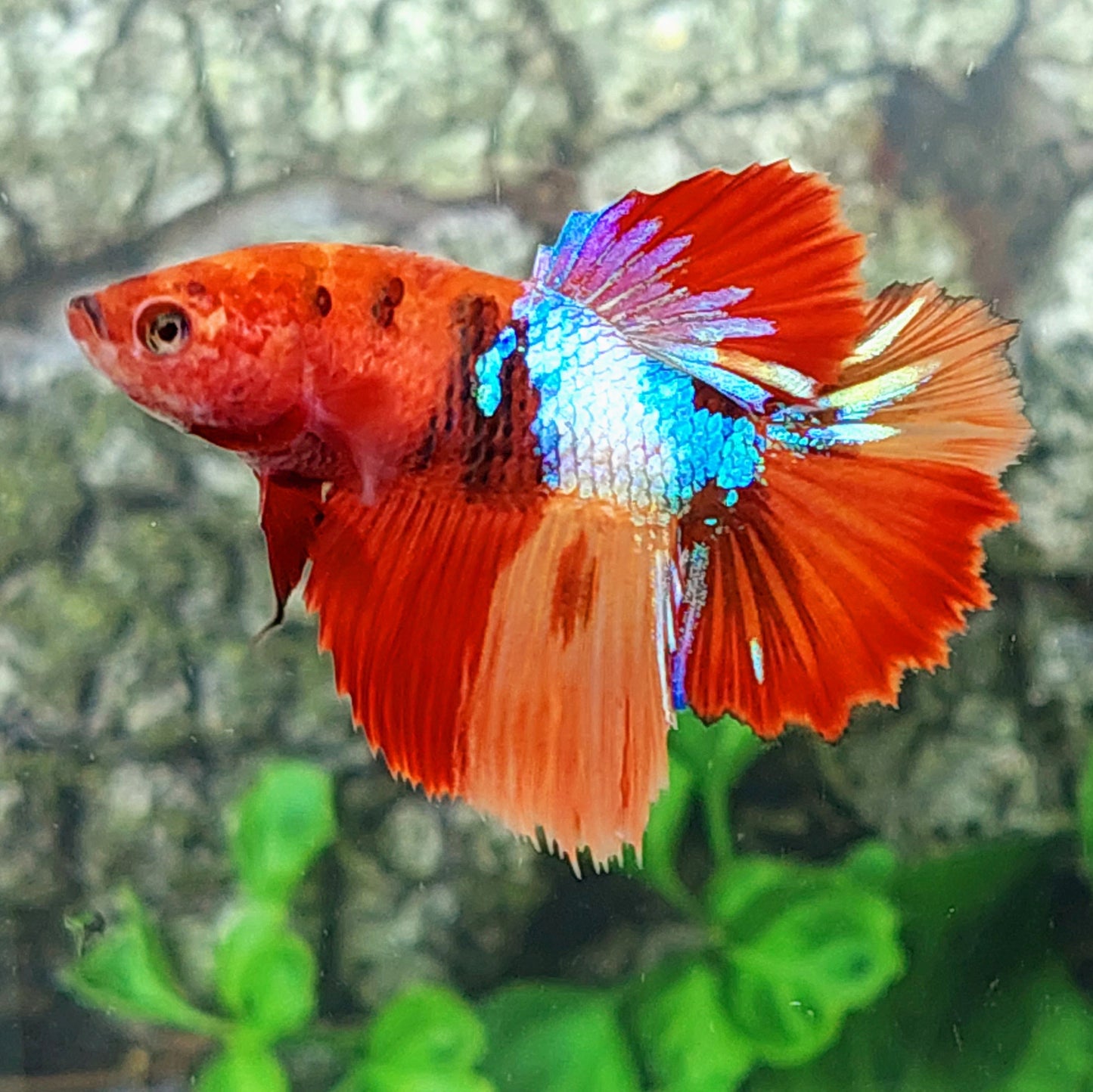 Multicolor Galaxy Halfmoon Female For Sorority Tank/Breed