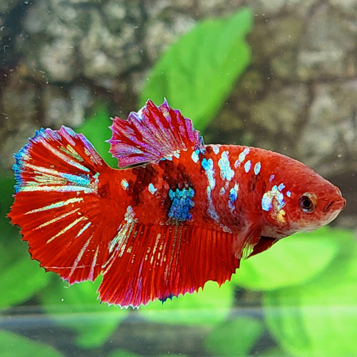 Red Galaxy Halfmoon Female For Sorority Tank/Breed