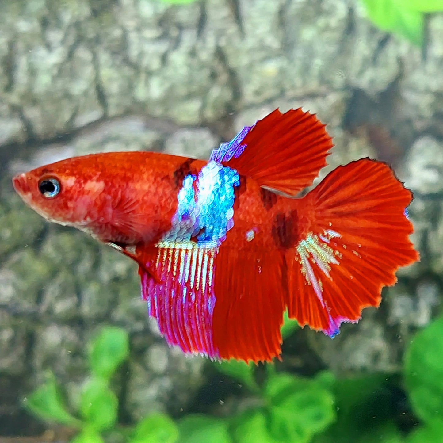 Red Galaxy Halfmoon Female For Sorority Tank/Breed