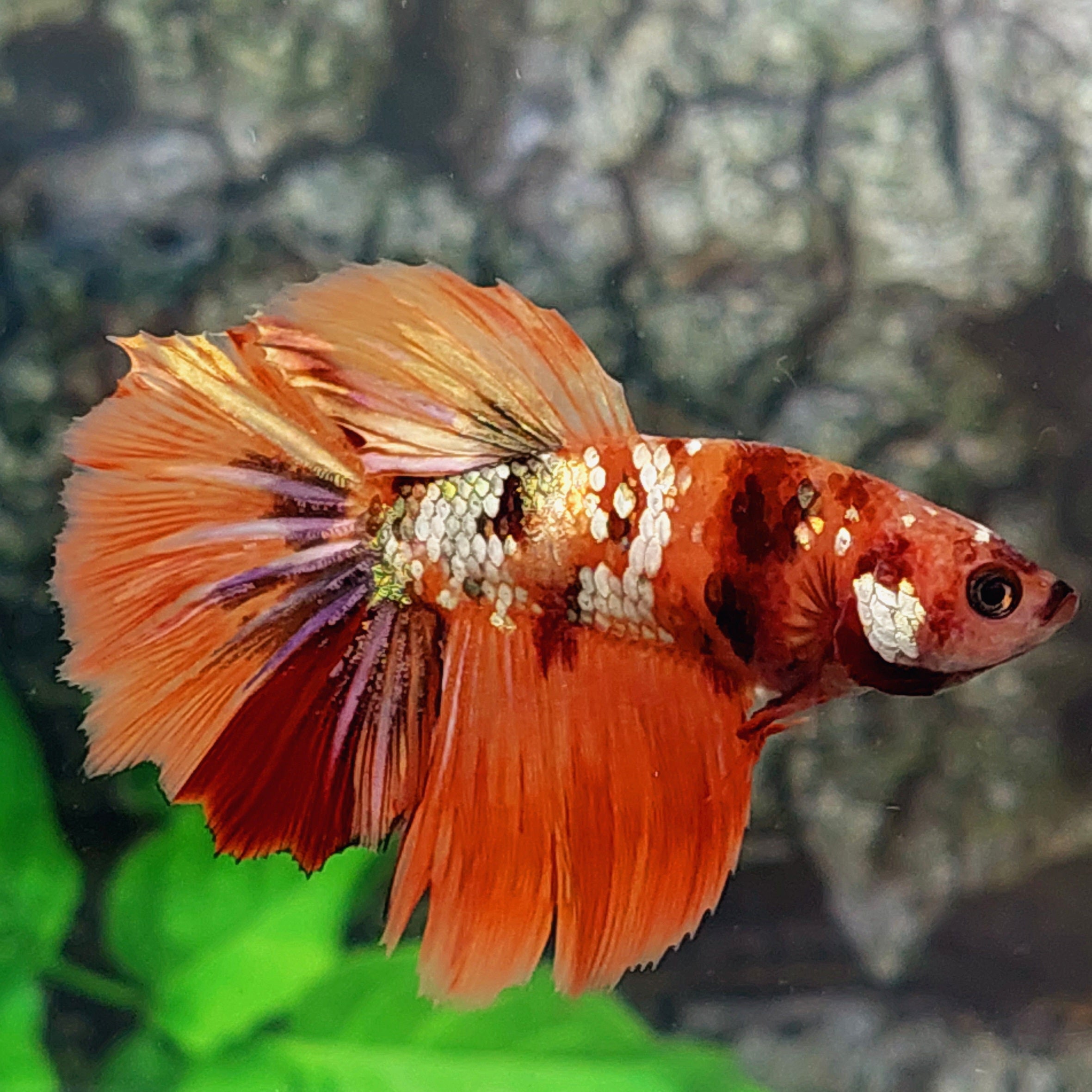 Orange Copper Gold Galaxy Halfmoon Female For Sorority Tank/Breed