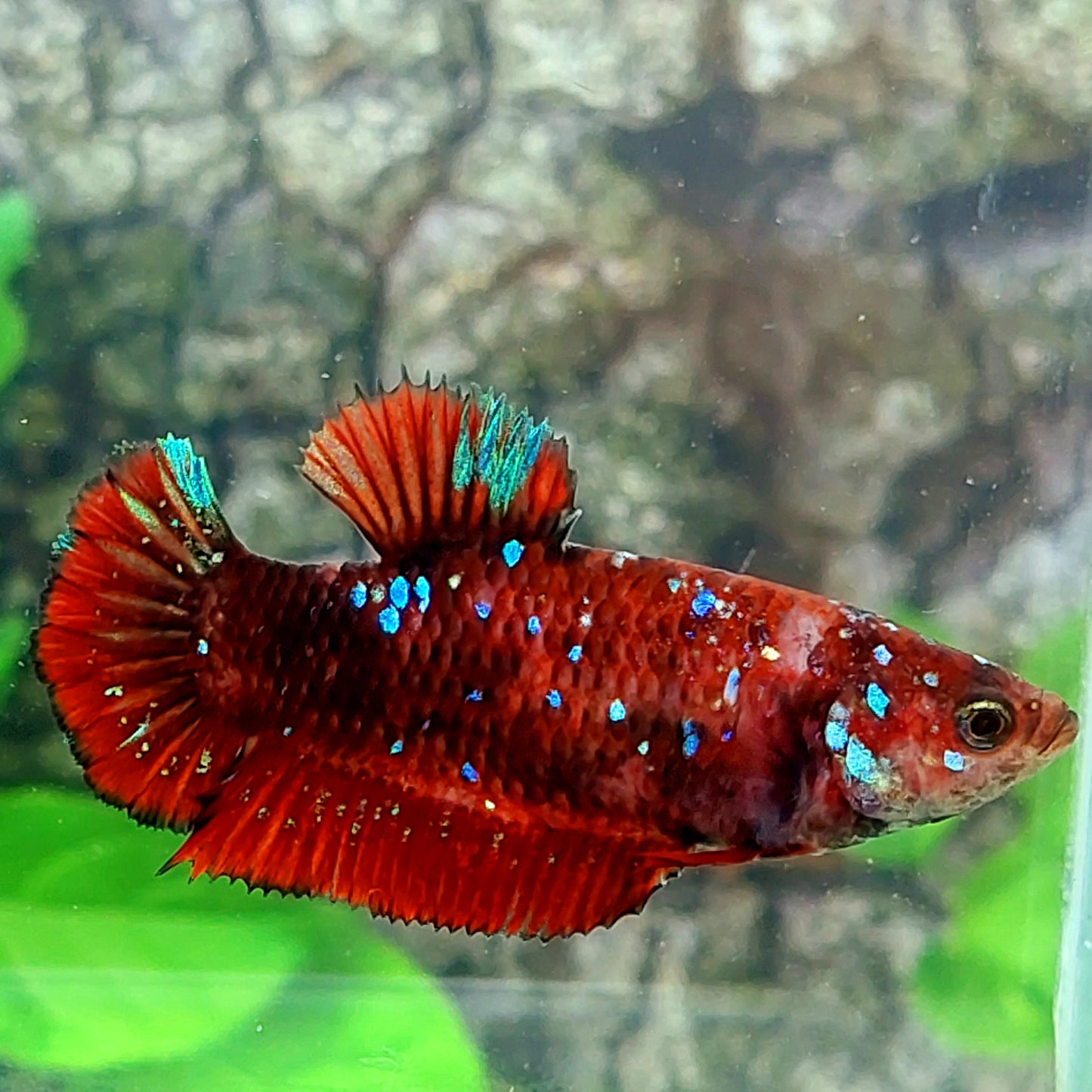 Red Blue Star Galaxy HMPK Female For Sorority Tank/Breed