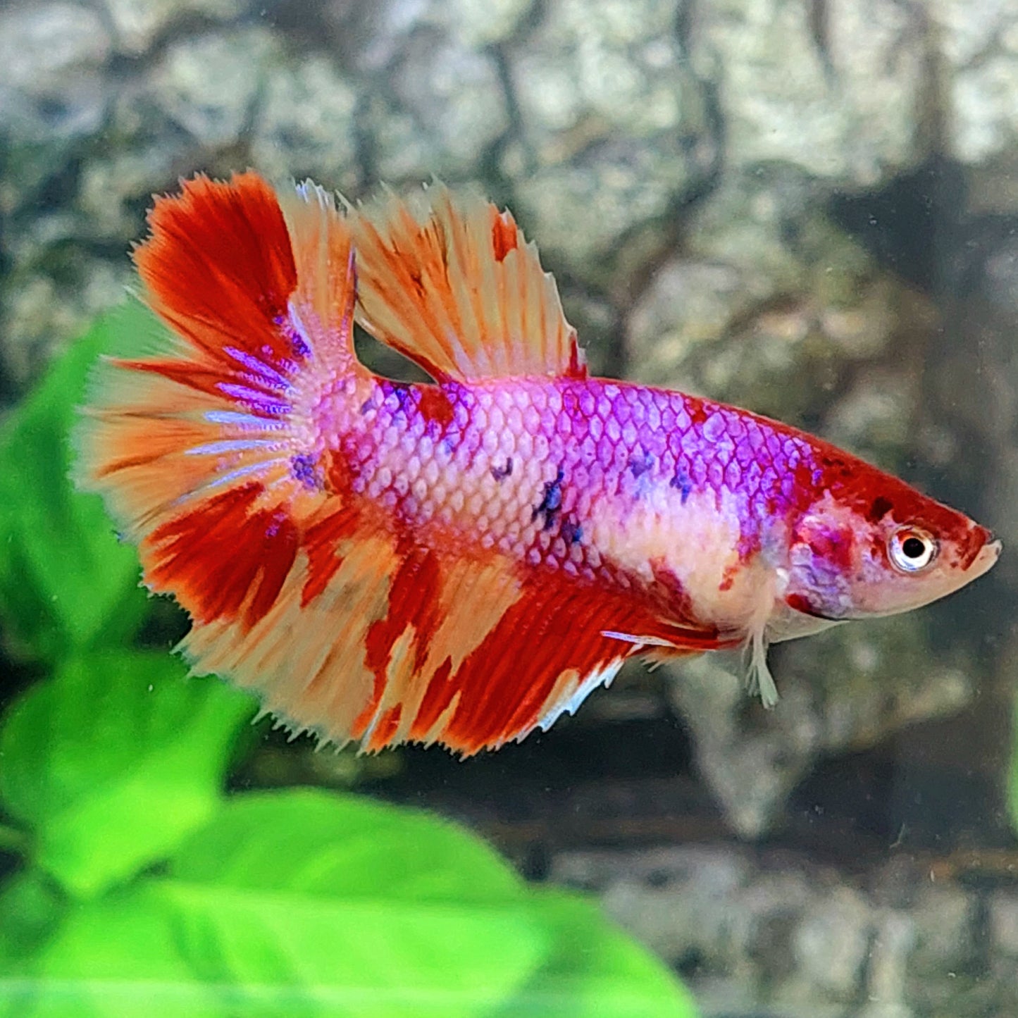 Multicolor Purple Pink Candy Halfmoon Female For Sorority Tank/Breed