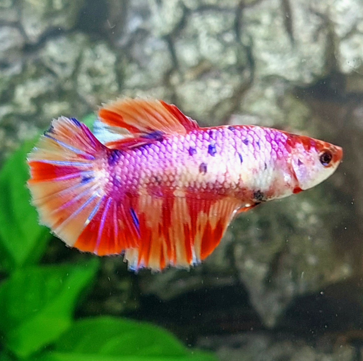 Multicolor Purple Pink Candy Halfmoon Female For Sorority Tank/Breed