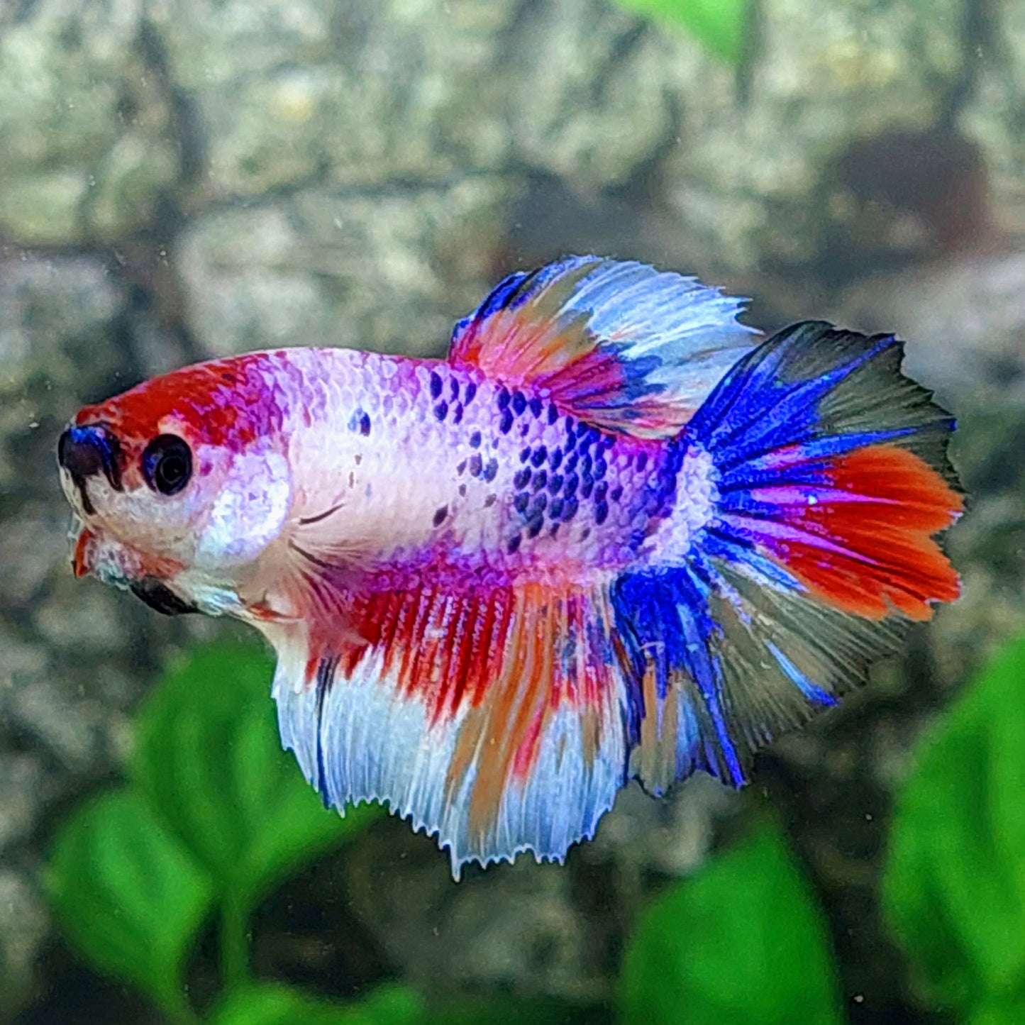 Multicolor Purple Pink Candy Halfmoon Female For Sorority Tank/Breed