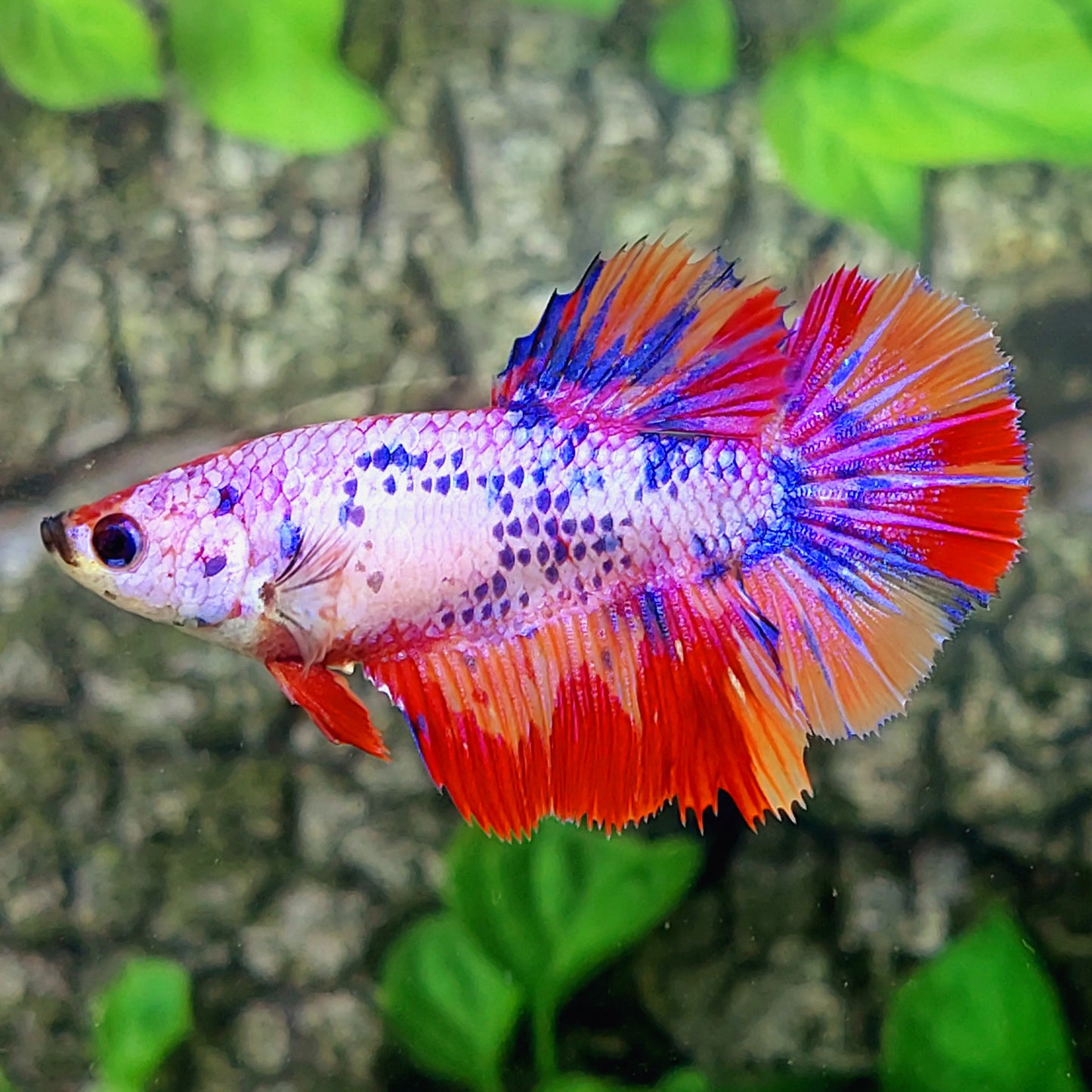 Multicolor Purple Pink Candy Halfmoon Female For Sorority Tank/Breed