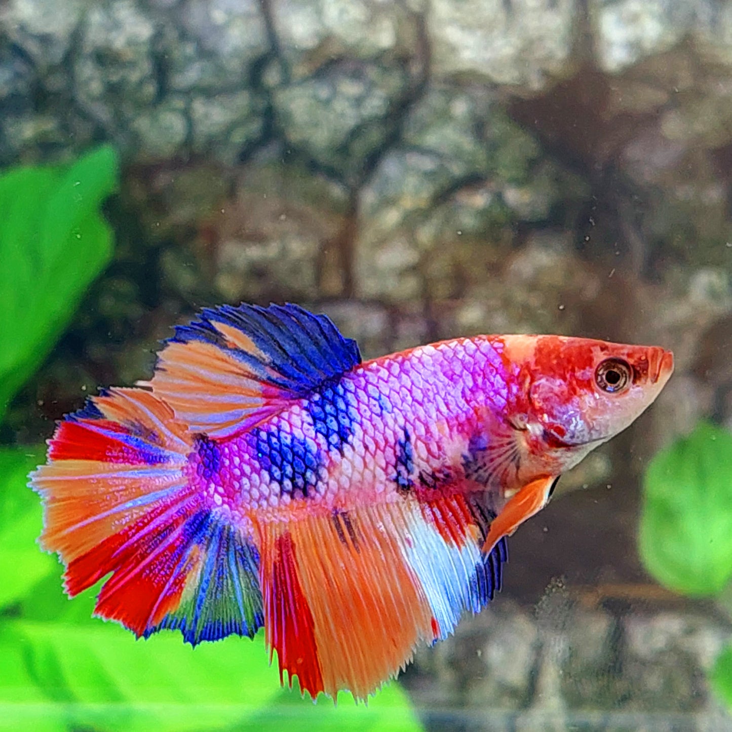 Multicolor Purple Pink Candy Halfmoon Female For Sorority Tank/Breed