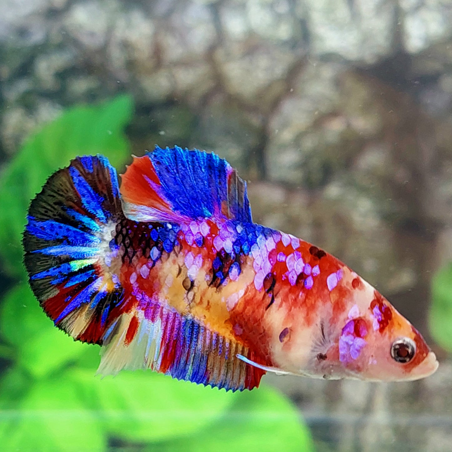 Multicolor Pink Purple Galaxy HMPK Female For Sorority Tank/Breed