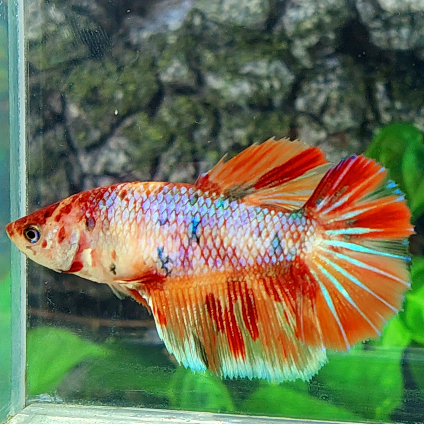 Multicolor Candy Halfmoon Female For Sorority Tank/Breed