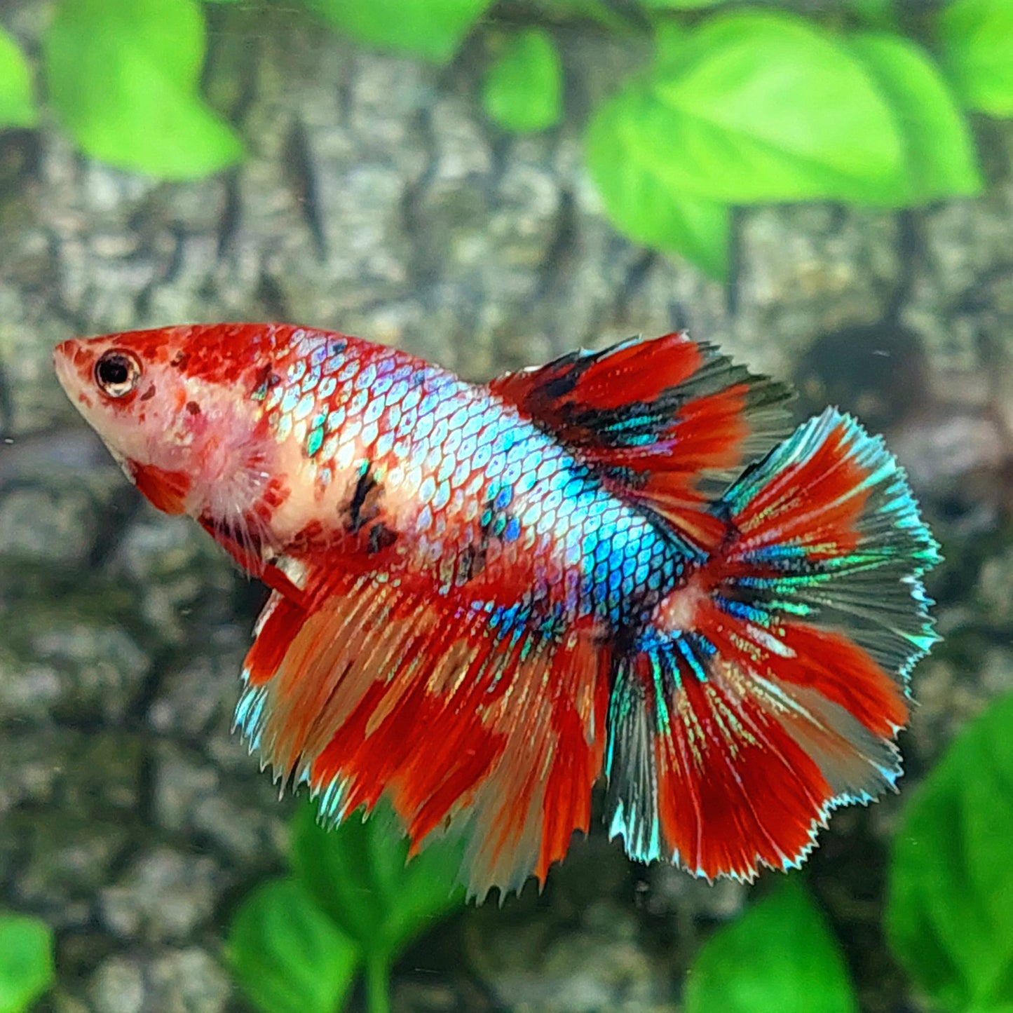 Multicolor Galaxy Halfmoon Female For Sorority Tank/Breed