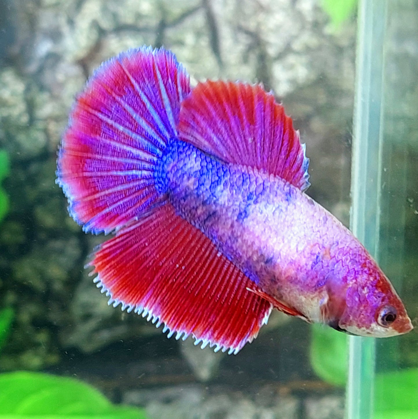 Purple Pink Fancy Halfmoon hembra para hermandad de mujeres tanque/raza