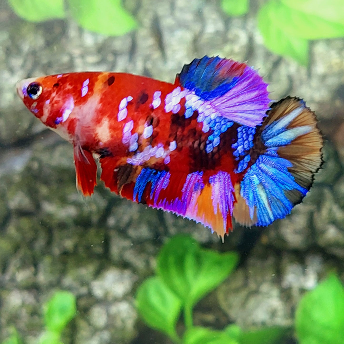 Multicolor Pink Purple Galaxy HMPK Female For Sorority Tank/Breed