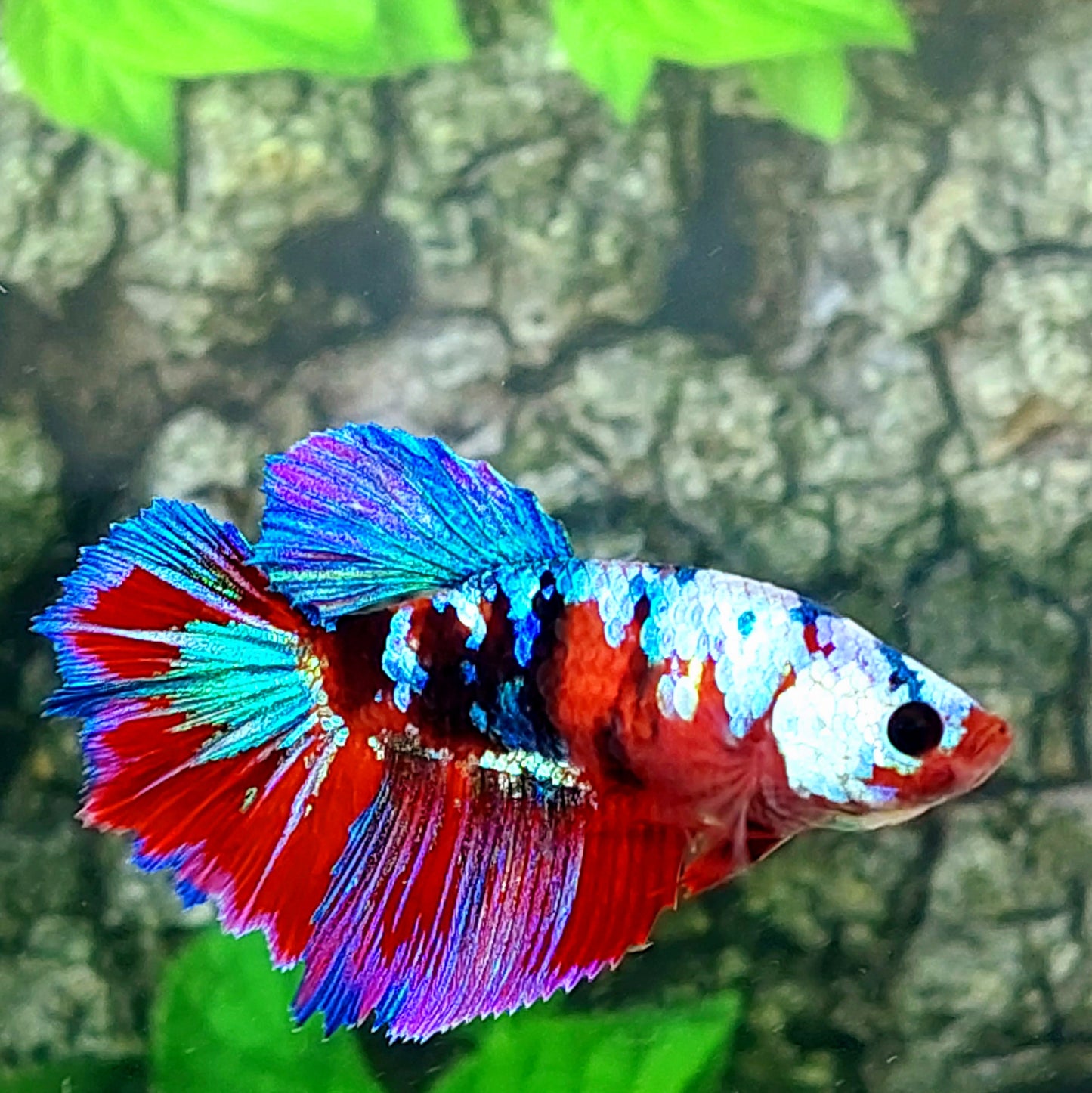 Multicolor Red Galaxy Halfmoon Female For Sorority Tank/Breed