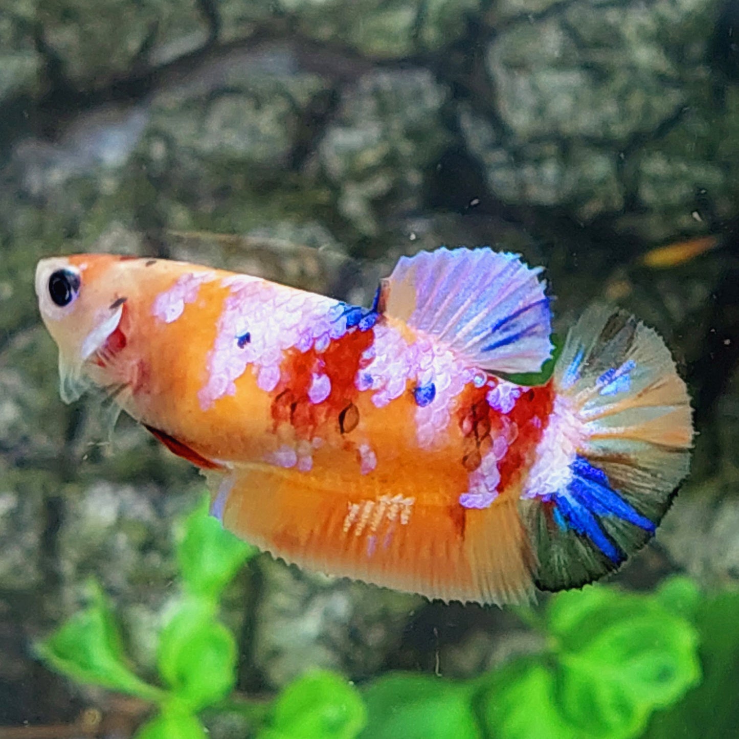 Multicolor Pink Orange Galaxy HMPK Female For Sorority Tank/Breed