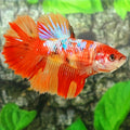 Nemo Galaxy Halfmoon Female For Sorority Tank/Breed