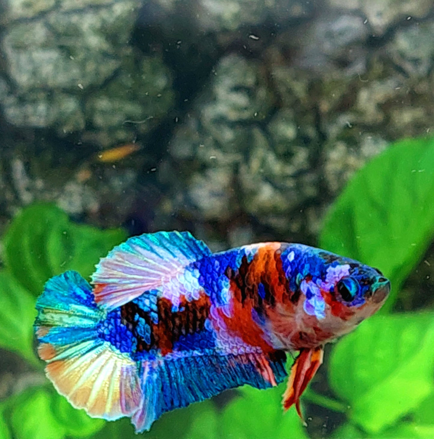 Multicolor Galaxy HMPK Female For Sorority Tank/Breed