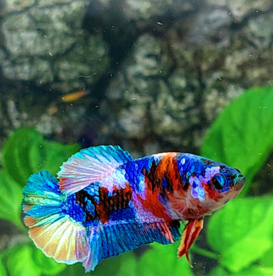 Multicolor Galaxy HMPK Female For Sorority Tank/Breed