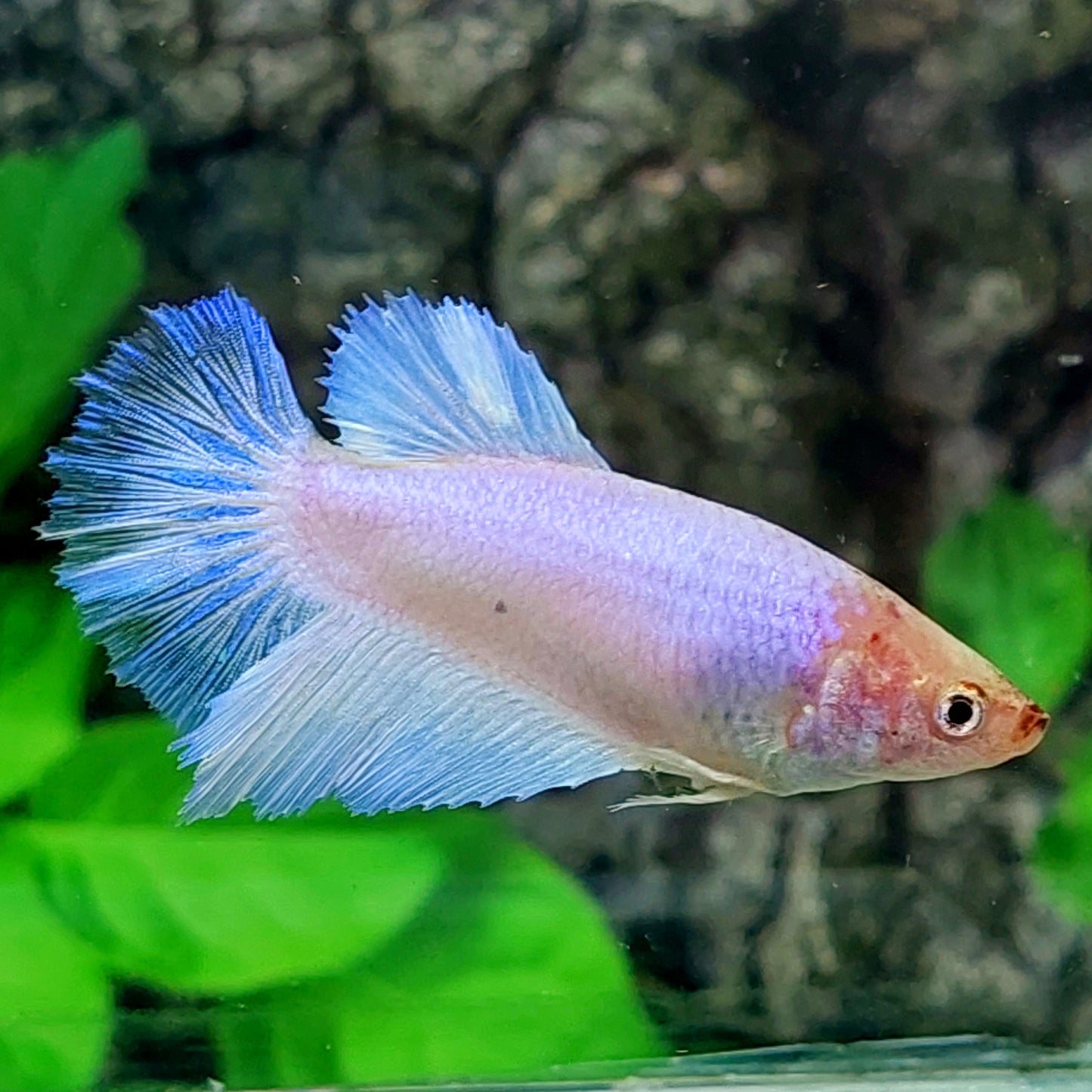 Pink Skyblue Halfmoon Female For Sorority Tank/Breed