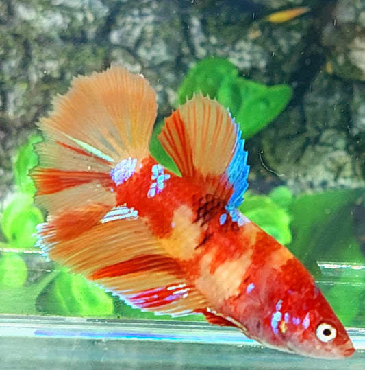 Nemo Galaxy Halfmoon Female For Sorority Tank/Breed