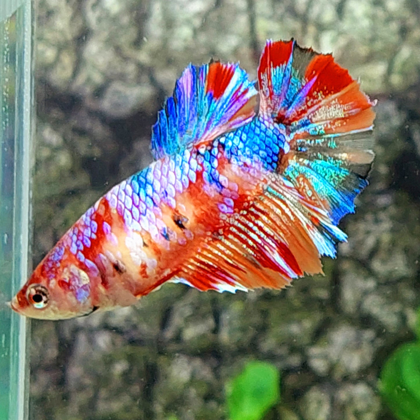 Multicolor Purple Pink Galaxy Halfmoon Female For Sorority Tank/Breed