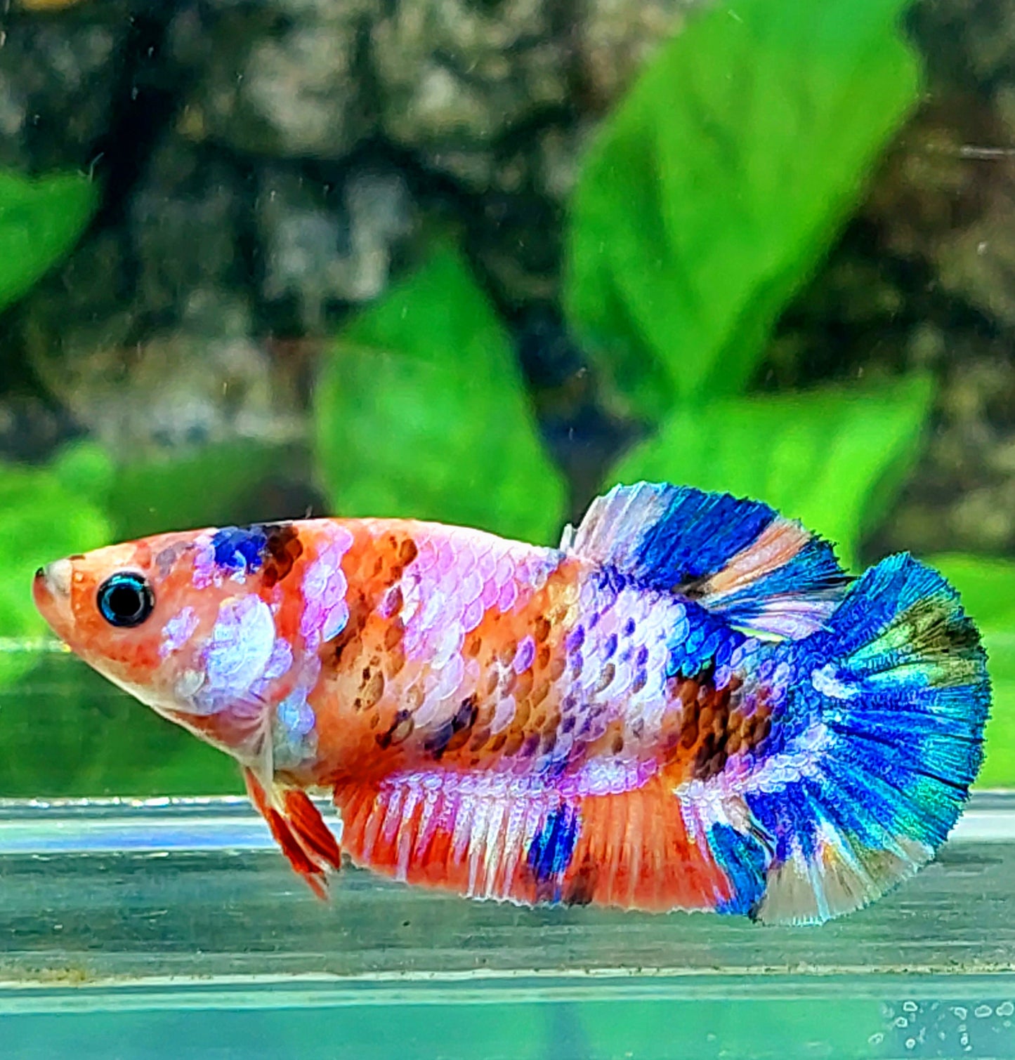 Multicolor Pink Galaxy HMPK Female For Sorority Tank/Breed