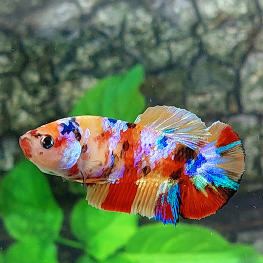 Multicolor Pink Galaxy HMPK Female For Sorority Tank/Breed