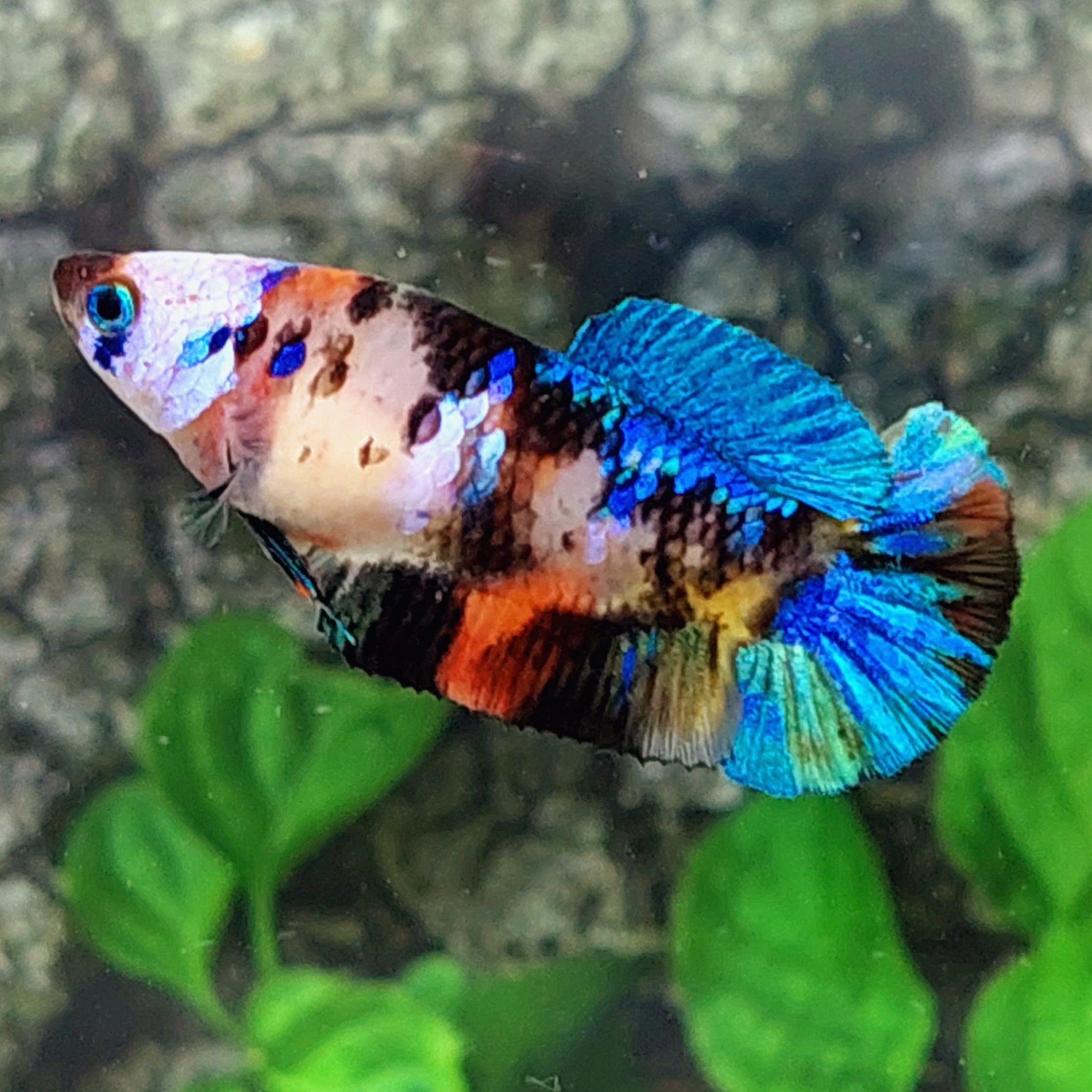 Multicolor Black Koi Galaxy HMPK Female For Sorority Tank/Breed