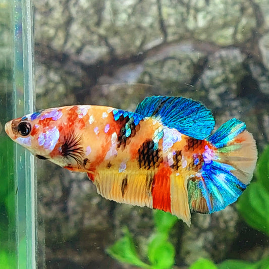 Multicolor Yellowbase Galaxy HMPK Female For Sorority Tank/Breed