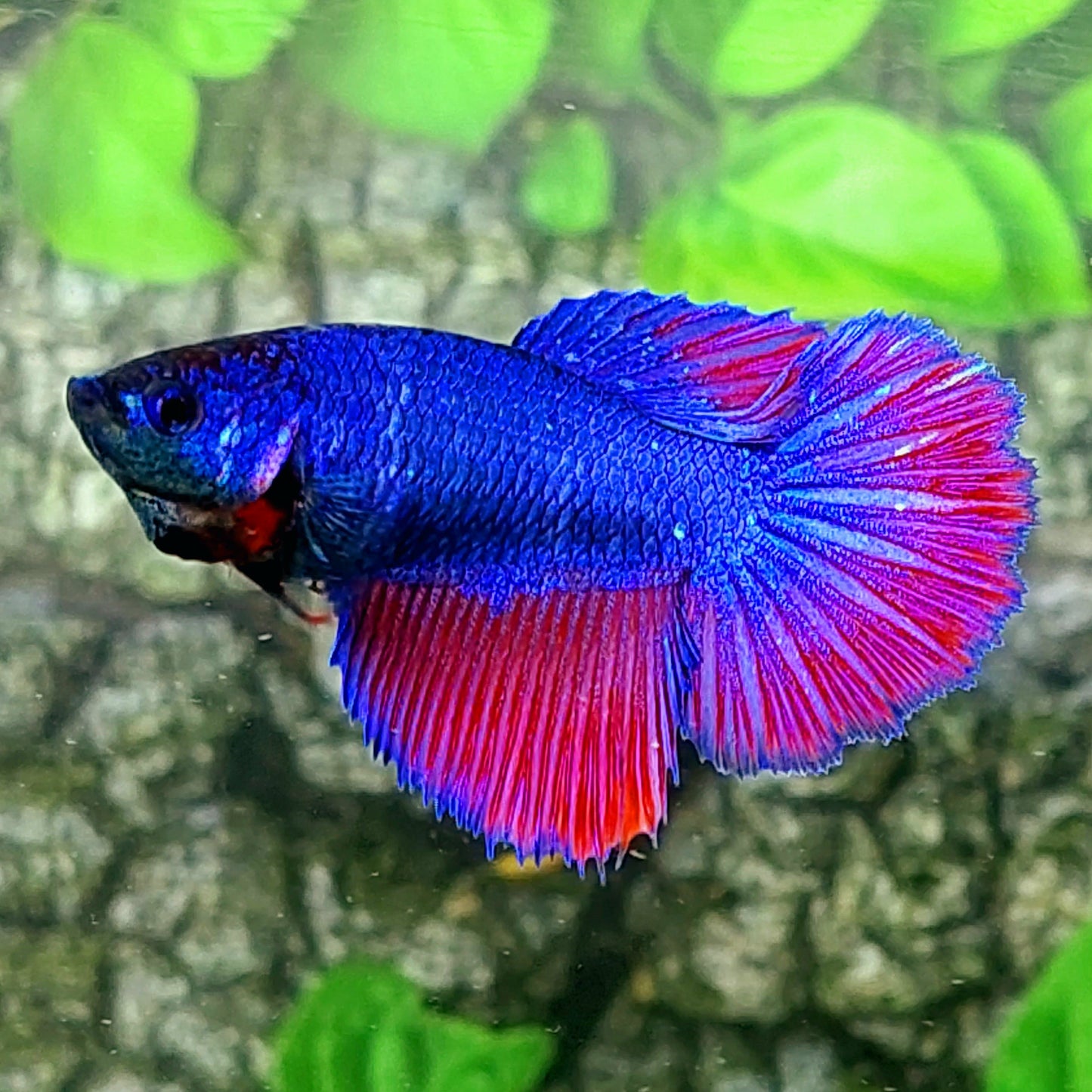 Purple Red Halfmoon Female For Sorority Tank/Breed