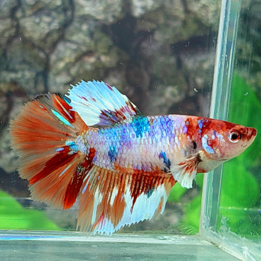 Multicolor Candy Halfmoon Female For Sorority Tank/Breed