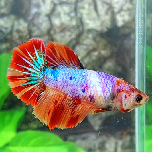 Multicolor Purple Candy Halfmoon Female For Sorority Tank/Breed