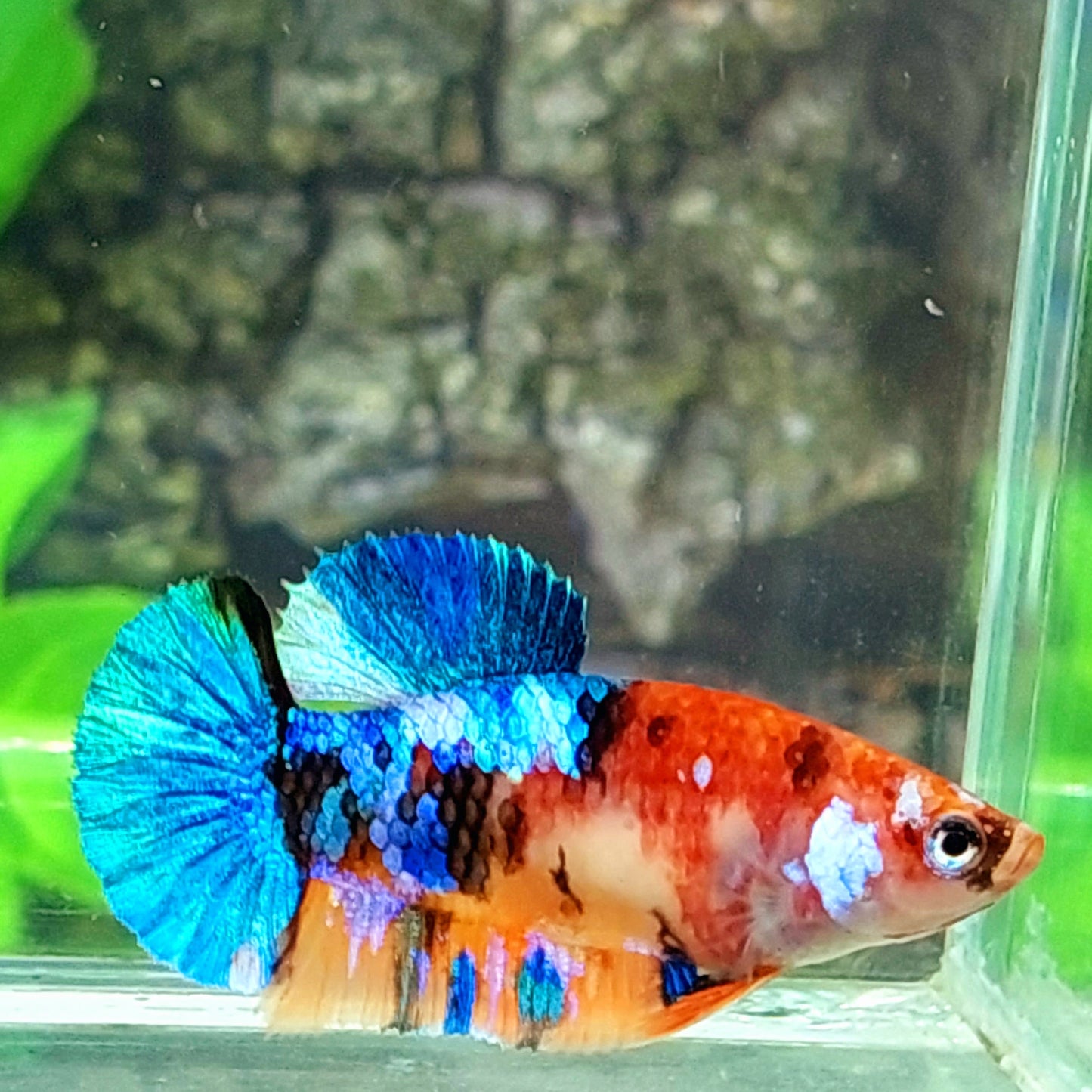 Multicolor Galaxy HMPK Female For Sorority Tank/Breed