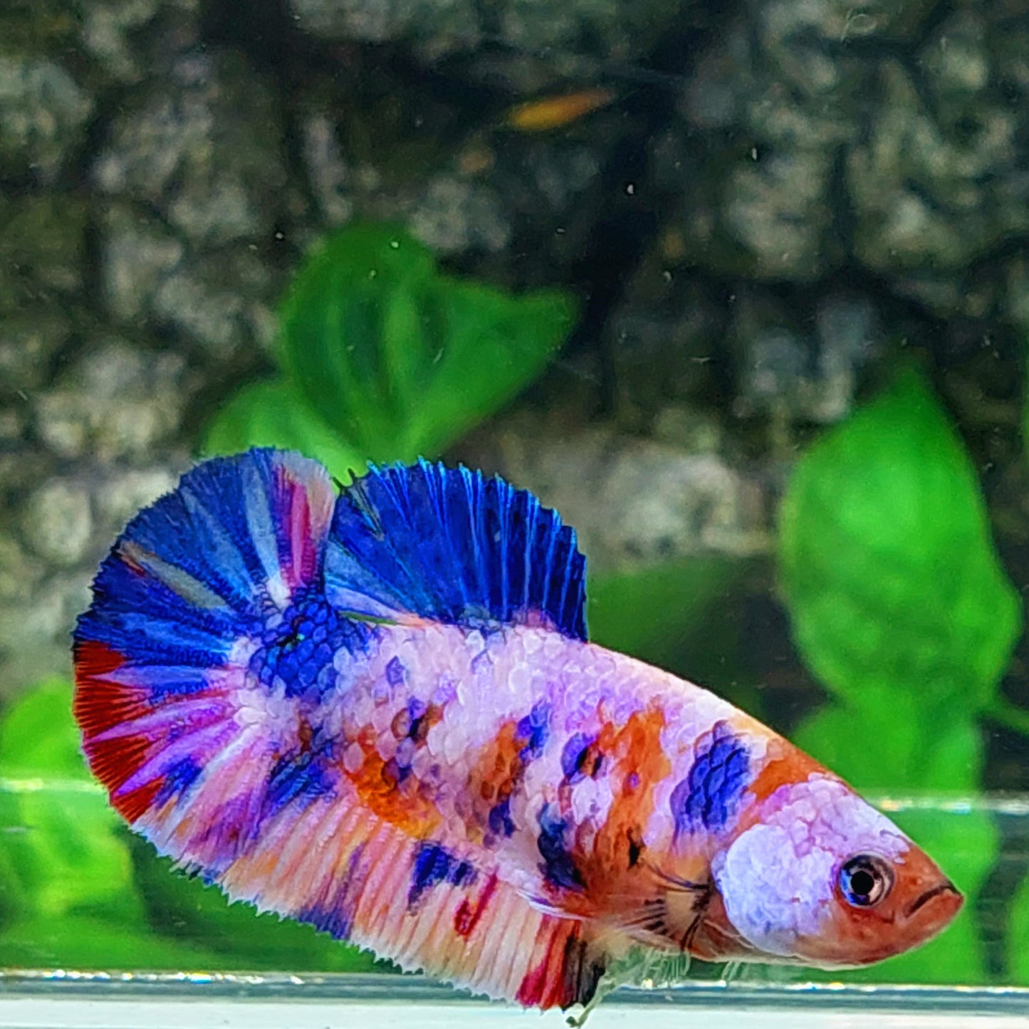 Multicolor Pink Purple Galaxy HMPK Female For Sorority Tank/Breed