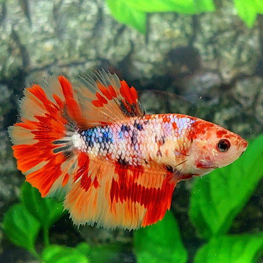 Leopard Multicolor Halfmoon Female For Sorority Tank/Breed