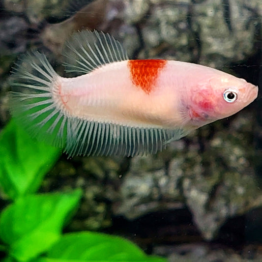 Tancho Koi HMPK Female For Sorority Tank/Breed