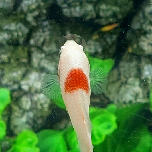 Tancho Koi HMPK Female For Sorority Tank/Breed