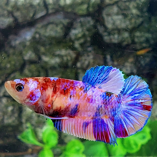 Multicolor Pink Purple Galaxy HMPK Female For Sorority Tank/Breed