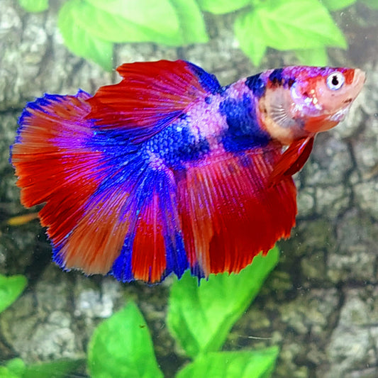 SUPER GRADE HUGE FINS Multicolor Candy Halfmoon Female For Sorority Tank/Breed